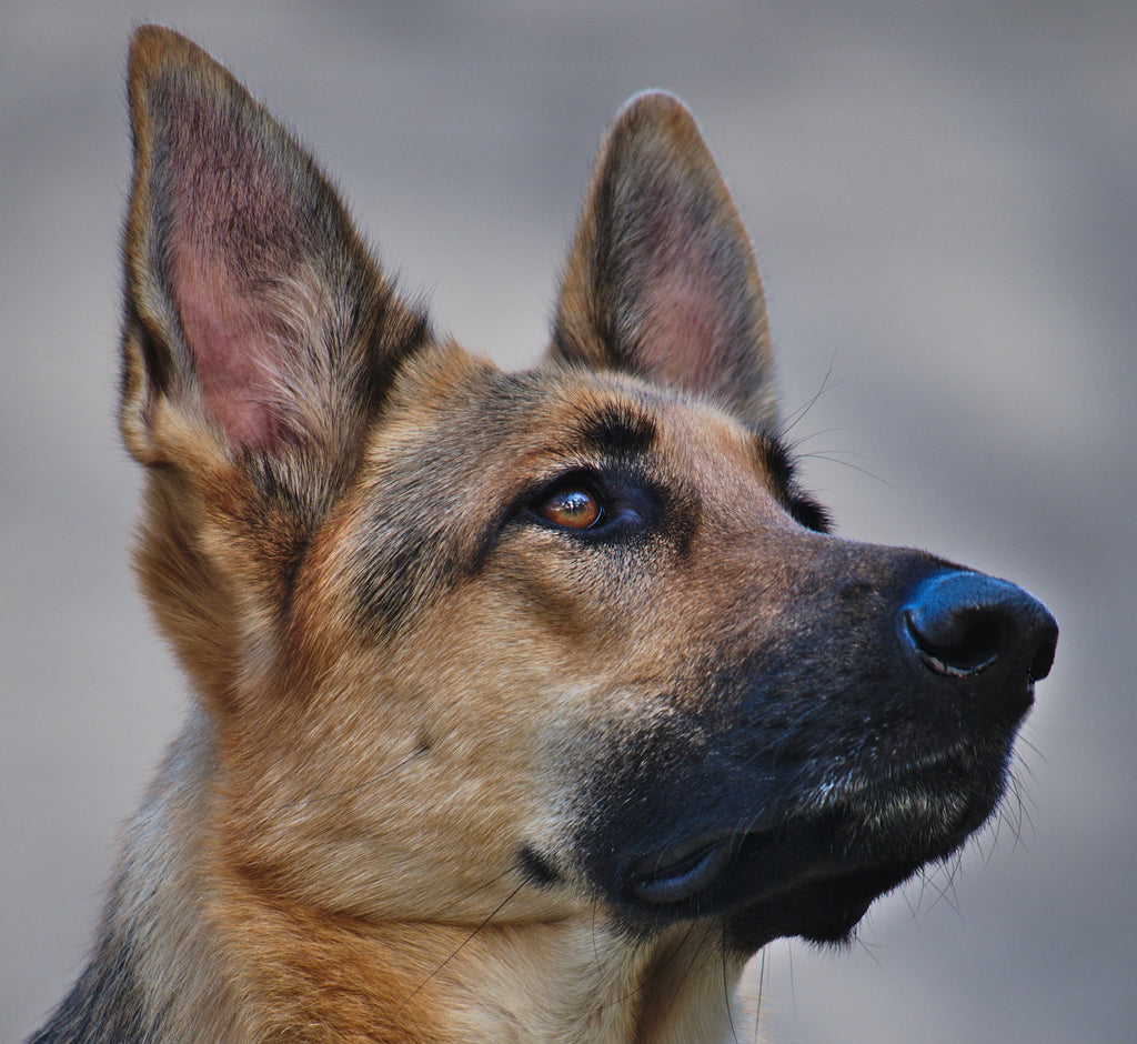 Prepared Physician’s Monthly Pearl of Wisdom for May 2021 Dog Ears